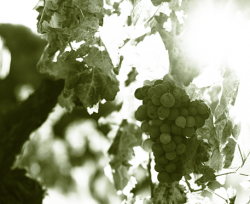 Producteur de vins biologiques catalans
